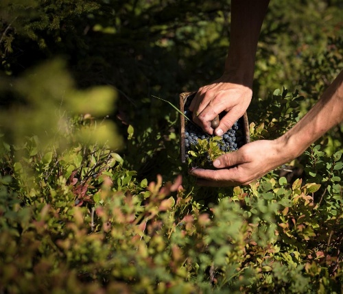 Hotel Rovanada Wellness & BergNatur image 14